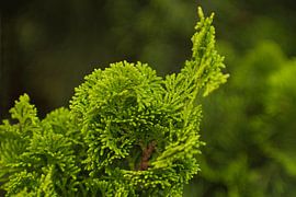 Grüne Kiefern im November von Jolanda de Jong-Jansen