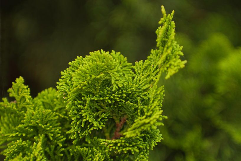 Green pines in November by Jolanda de Jong-Jansen