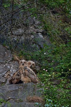 Jonge uilen, twee oehoe's ( Bubo bubo ) zitten samen in een oude steengroeve en kijken in de richtin van wunderbare Erde