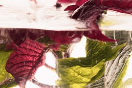 Christmas star in ice 1 by Marc Heiligenstein