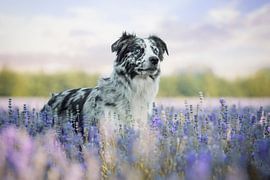Border Collie in the lavender by Lotte van Alderen