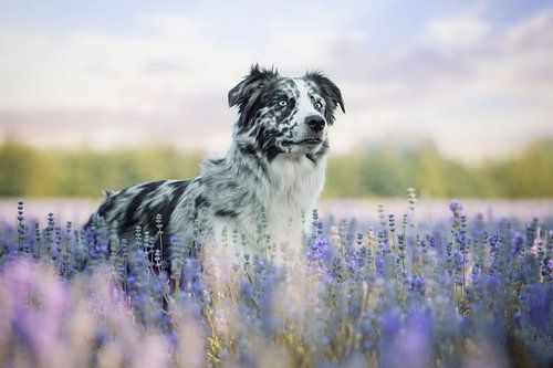 Border Collie in de lavendel