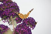 Vlinder in de rust