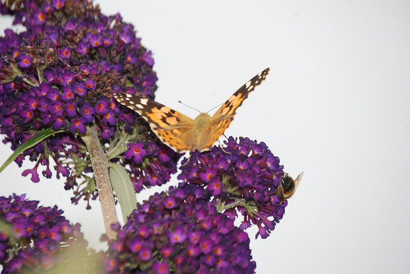 Vlinder in de rust von Riek Muijen