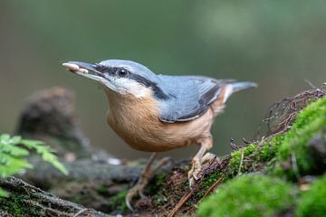 Nuthatch collecting seeds by Sven Scraeyen