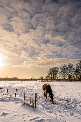 Snowy meadow with horse in soft warm light at sunrise