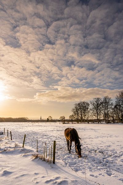 Snowy Wiese mit Pferd in weichen warmen Licht bei Sonnenaufgang von Dafne Vos