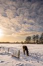Snowy Wiese mit Pferd in weichen warmen Licht bei Sonnenaufgang von Dafne Vos Miniaturansicht