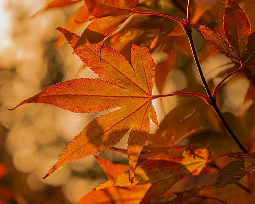 Japanese maple at sunset