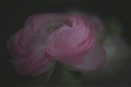 ranonkel von Jacqueline Zwijnen