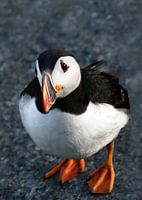 A puffin