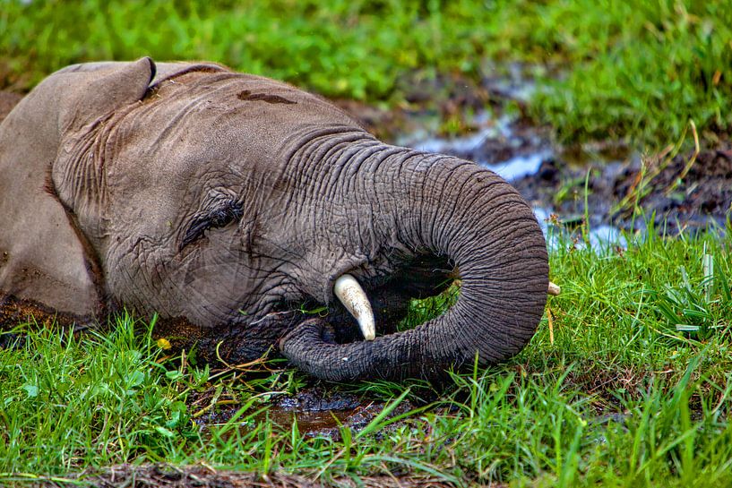 Olifant in het moeras van Peter Michel