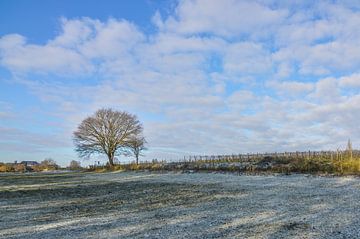 Eenzame boom in een winters landschap