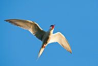 Common Tern, Sterna hirundo by Beschermingswerk voor aan uw muur thumbnail