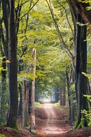 Speulderbos - Path Between Giants