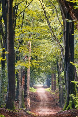 Speulderbos - Pad Tussen Reuzen