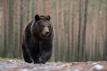 Eurasian Brown Bear ( Ursus arctos ) walking over wet ground, in front of a boreal forest, impressiv van wunderbare Erde