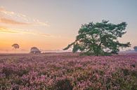Blühende Heidepflanzen in der Heidelandschaft bei Sonnenaufgang im Sommer von Sjoerd van der Wal Fotografie Miniaturansicht