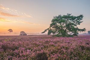 Le paysage de Heathland pendant le lever du soleil en été
