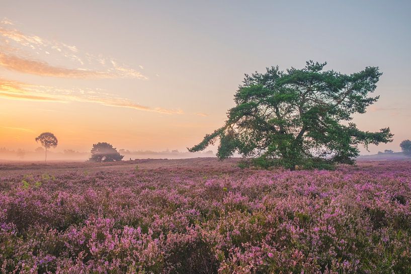 Zonsopkomst boven de bloeiende heide op de Veluwe van Sjoerd van der Wal Fotografie