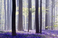 A fairytale in blue...Hallerbos