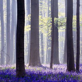 A fairytale in blue...Hallerbos by Els Fonteine