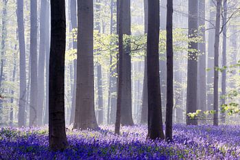 Ein Märchen in Blau...Hallerbos