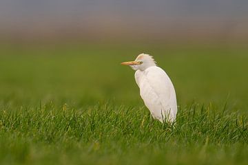 Koereiger in een weiland van Erik Veldkamp