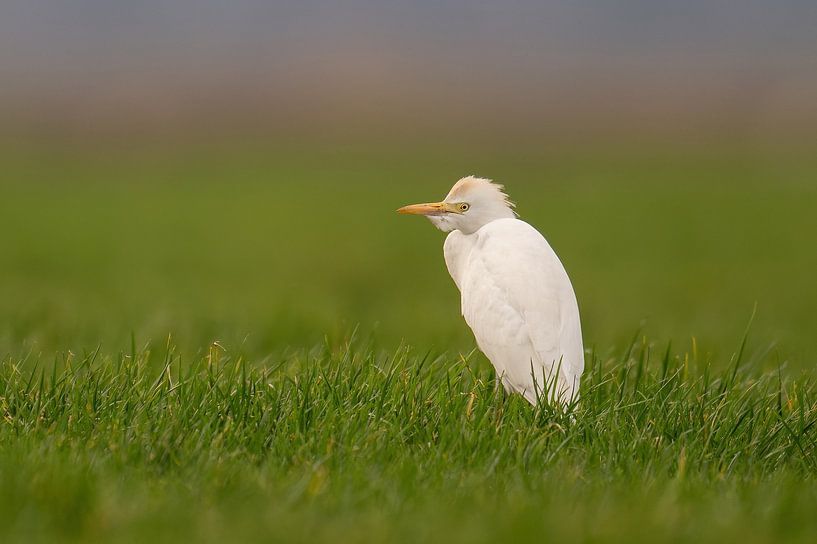 Héron garde-bœufs dans une prairie par Erik Veldkamp