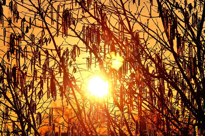 ombelles par Edgar Schermaul