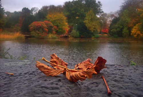 Feuille d'automne 1