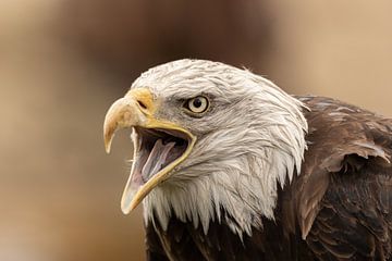 Tête de l'aigle de mer américain sur KB Design & Photography (Karen Brouwer)