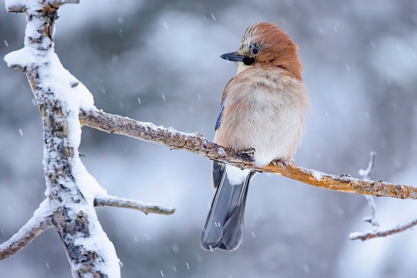 The Jay, also called Jay (Garrulus glandarius) by Gert Hilbink