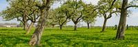 Voorjaar in de boomgaard met oude appelbomen van Sjoerd van der Wal Fotografie thumbnail