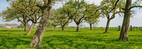 Voorjaar in de boomgaard met oude appelbomen