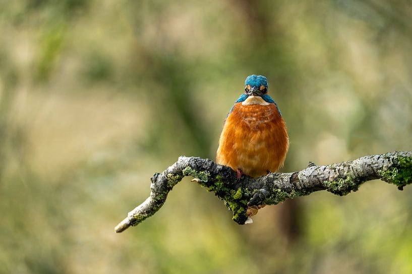 Eisvogel auf einem Ast vor einem schönen Bokeh-Hintergrund von Gianni Argese