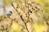 Great tit on the Hamamelis by Teuni's Dreams of Reality thumbnail