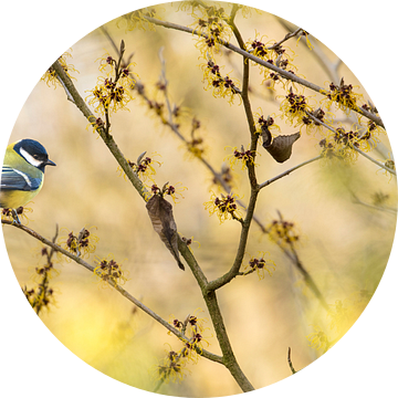 Koolmees op de Hamamelis