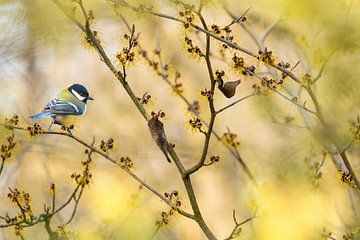 Great tit on the Hamamelis by Teuni's Dreams of Reality
