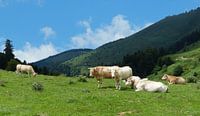 Koeien in de Franse Pyreneeën von Gonnie van Hove Miniaturansicht
