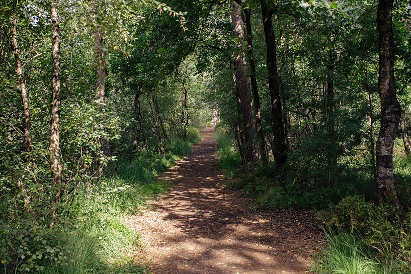 Typical Dutch forests by Angela Kiemeneij