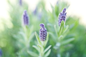 Bourgeons de lavande espagnole Macro sur Iris Holzer Richardson