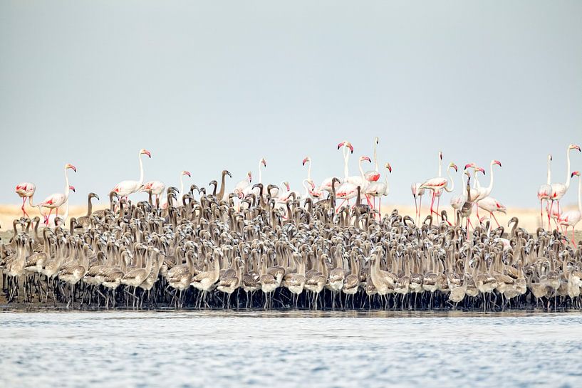 Flamingos nursery by Joan Gil Raga
