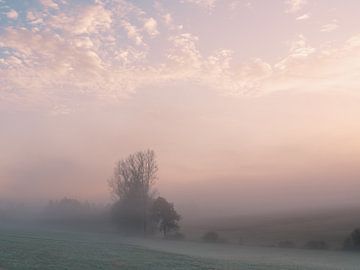 November morning 3 by Max Schiefele