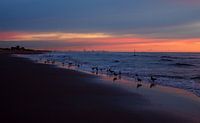Seagulls
