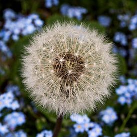 Pluizenbol van een paardenbloem van Blond Beeld