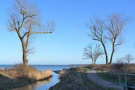 L'embouchure du ruisseau coule entre des arbres dénudés et se jette à nouveau dans la mer Baltique. sur Maren Winter