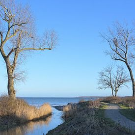 Bachmündung, die zwischen kahlen Bäumen wieder in die Ostsee fließt von Maren Winter