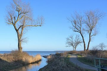 Bachmündung, die zwischen kahlen Bäumen wieder in die Ostsee fließt