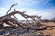 Verzilte bomen in het duingebied in Georgia VS. Wout Kok One2expose Photography. van Wout Kok thumbnail